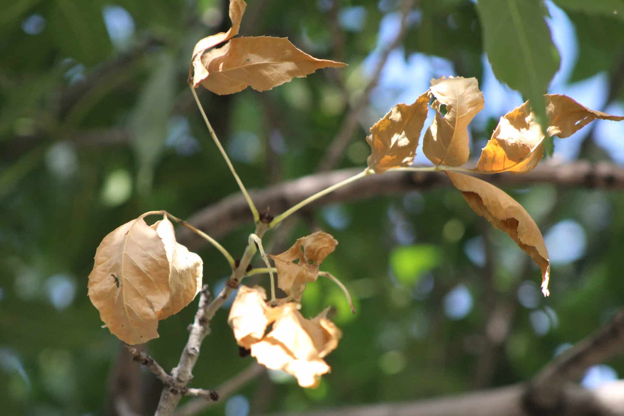 Discolored leaves, Tree Root Care.