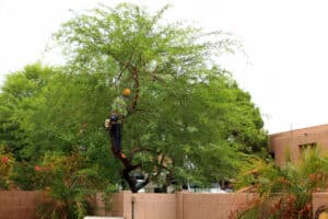 Arborist working on tree crown trimming, thinning and pruning, Tree Resilience.