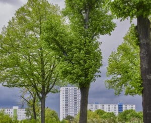 Boosting Tree Resilience in Urban Settings.