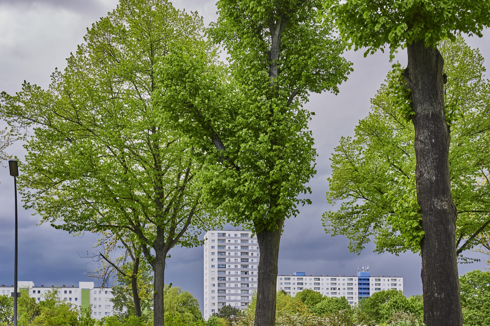 Boosting Tree Resilience in Urban Settings.