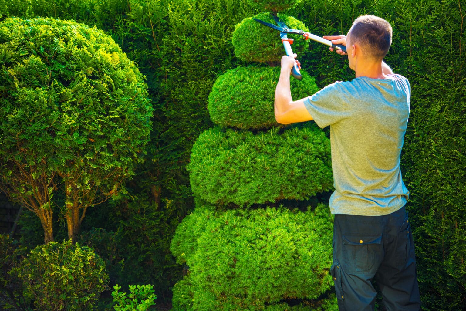 Effective Techniques for Tree Shape Enhancement | S&P Tree Service