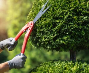 Effective Techniques for Tree Shape Enhancement.
