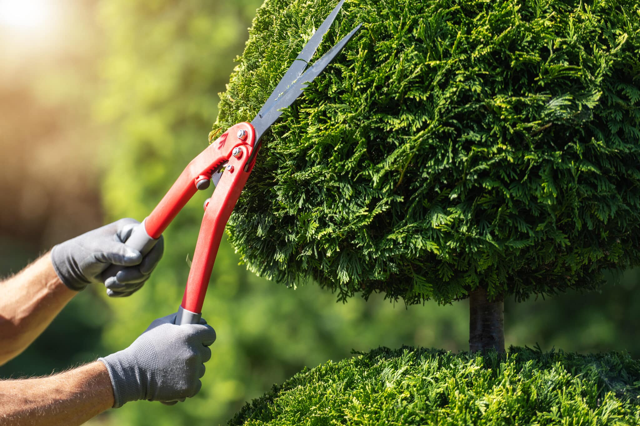 Effective Techniques for Tree Shape Enhancement.