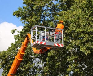 Reliable Tree Services You Can Trust.