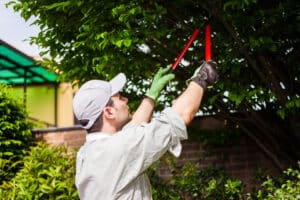 Professional gardener pruning a tree, Tree Services.