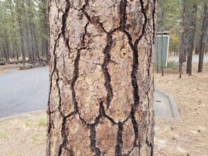 Rough textured brown cracked or split tree trunk bark, Texas Trees.