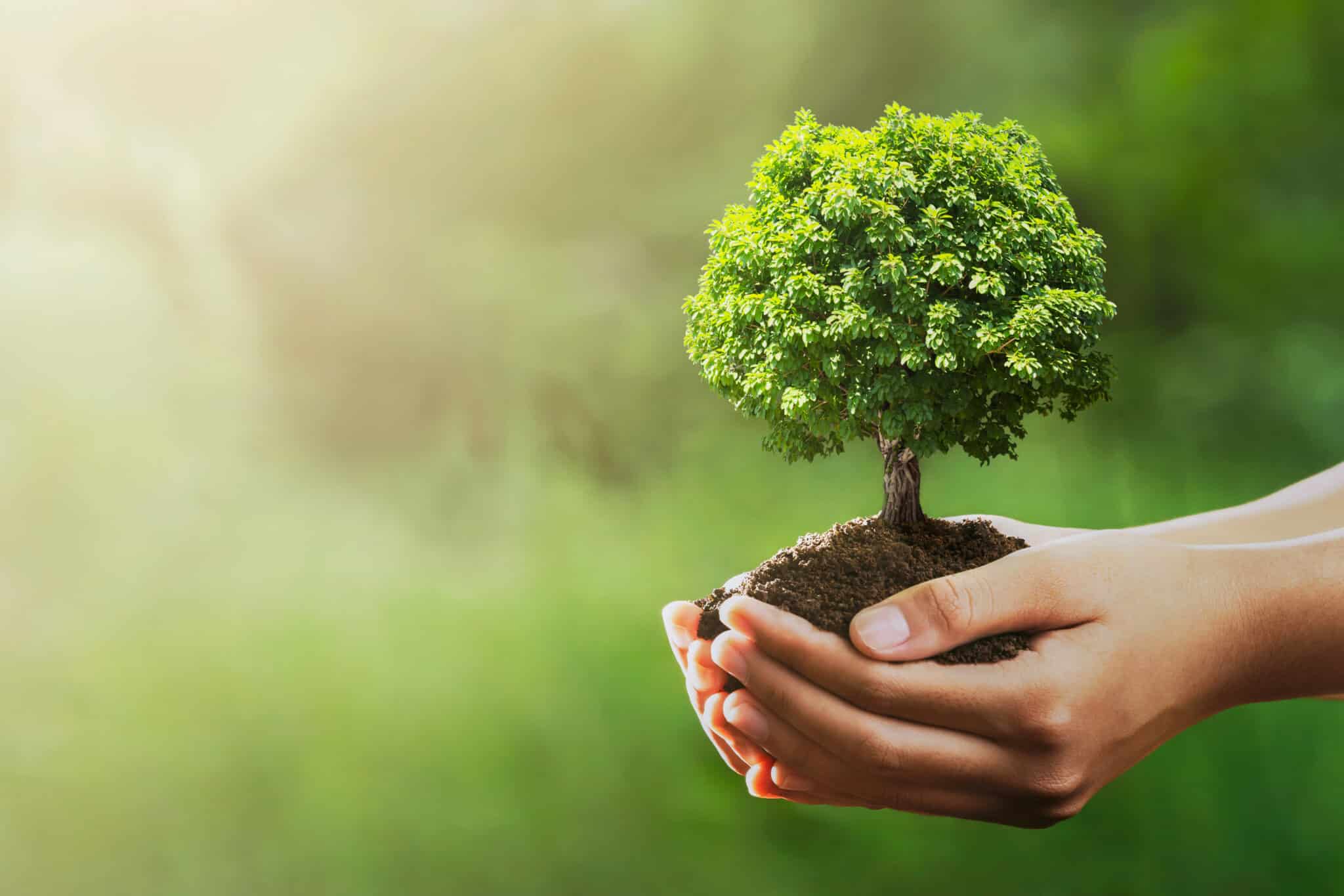 Eco-Friendly Tree Care.