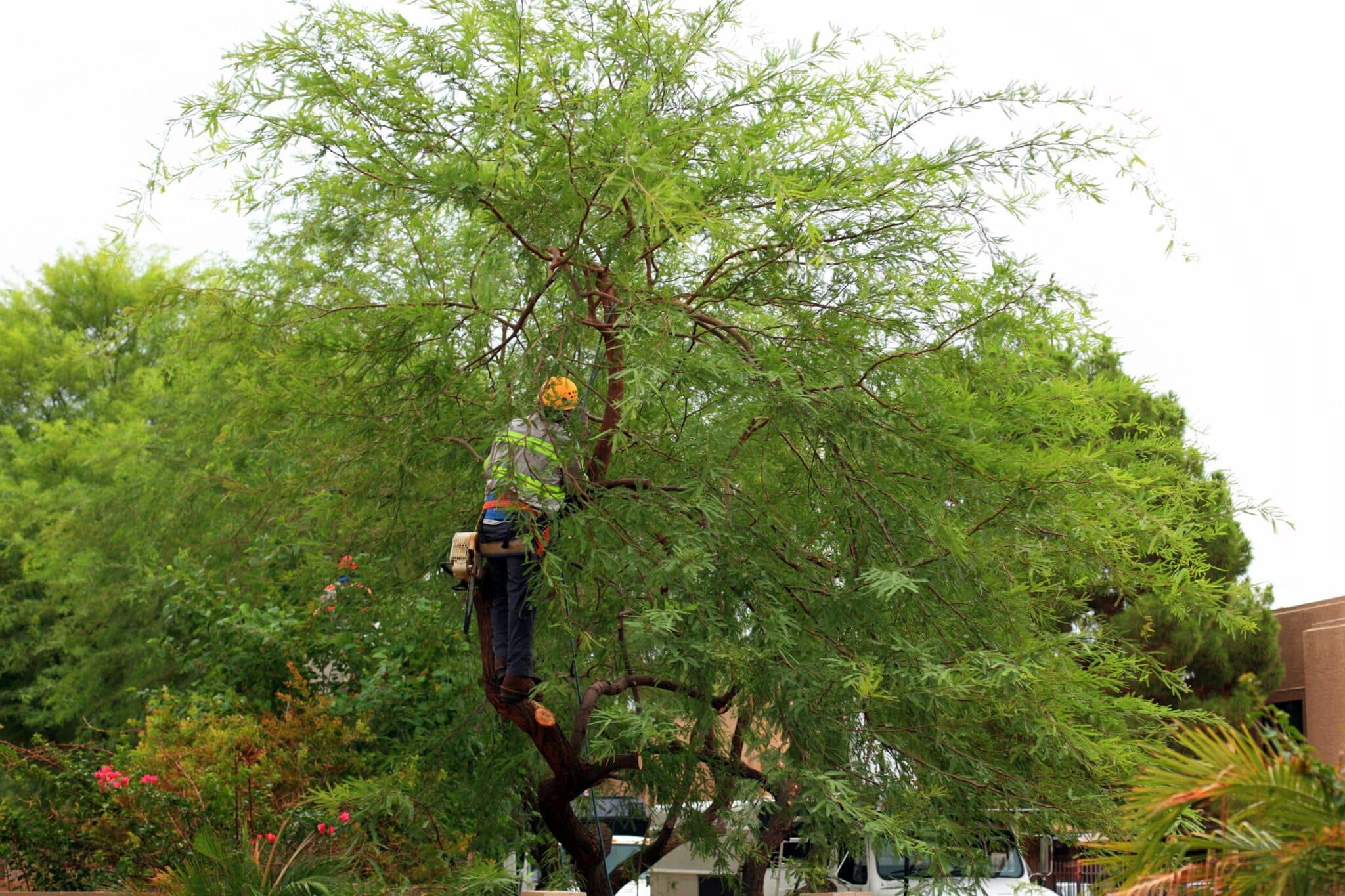 Essential Guide to Advanced Tree Recovery Techniques