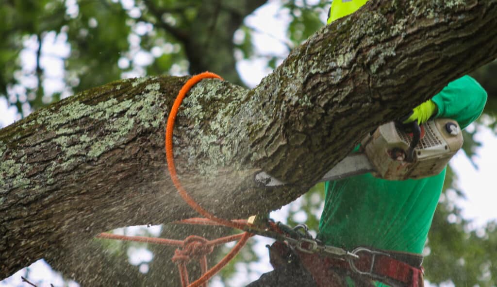 The Art of Precision Tree Cutting | S&P Tree Service