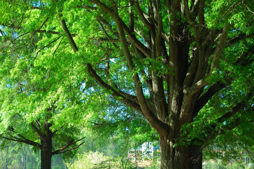 7 Types of Trees Common in Texas | S&P Tree Service