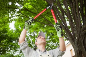 Professional gardener pruning a tree, Aesthetic Pruning.