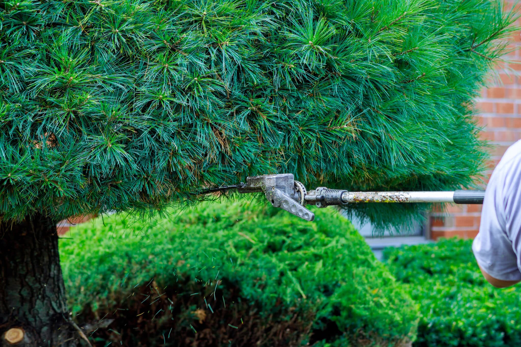 Enhancing Tree Aesthetics with Expert Trimming Techniques.
