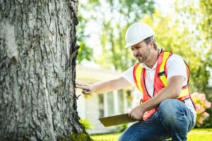 Inspect tree, Tree Structural Integrity.