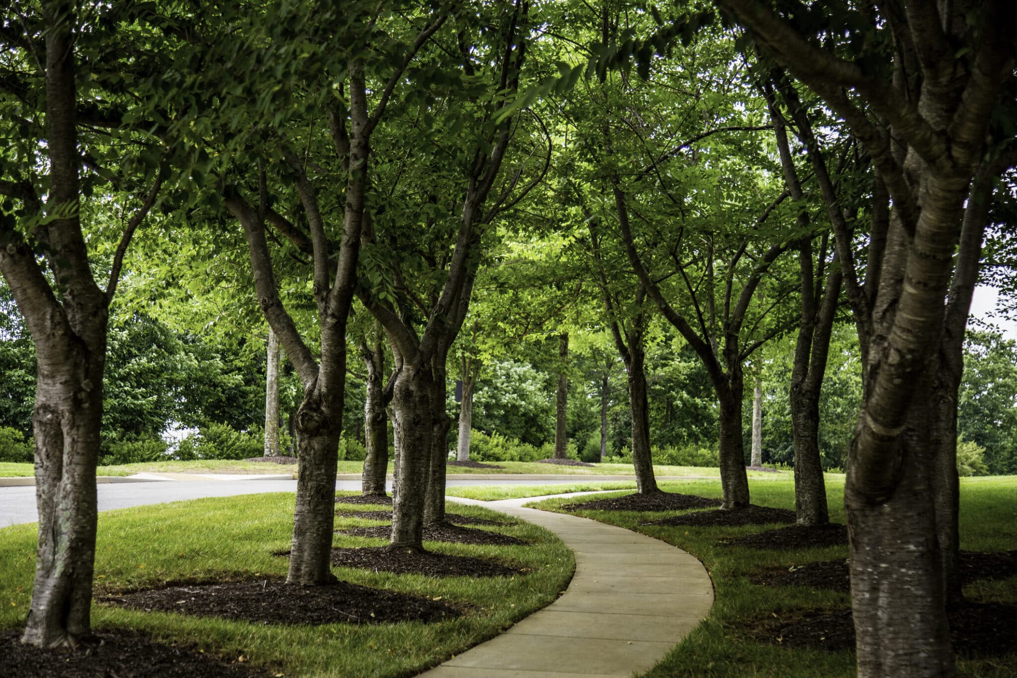 Innovative Tree Health Solutions for Urban Environments