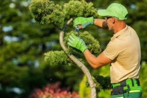 Professional gardener pruning decorative trees, Aesthetic Pruning.