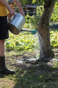 Tree is watered by a gardener from a watering can, Tree Vitality Techniques.