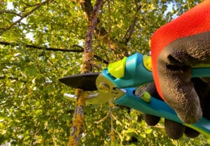 Garden pruning, Selective Tree Pruning.