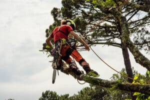 Professional pruner cutting a tree with a chainsaw, Expert Trimming Techniques.