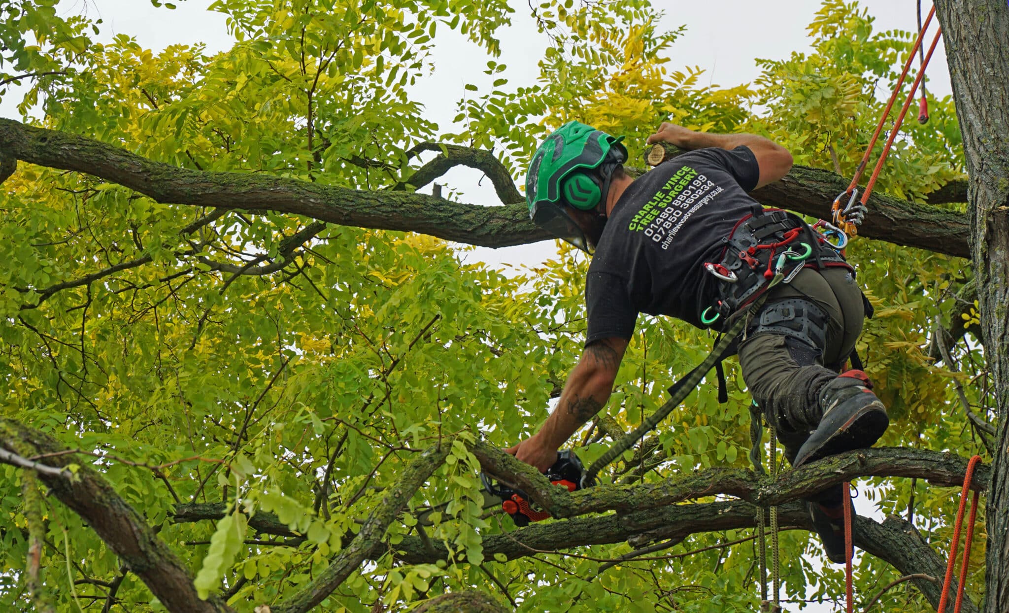 Work high up tree with chainsaw, Tree Canopy Shaping.