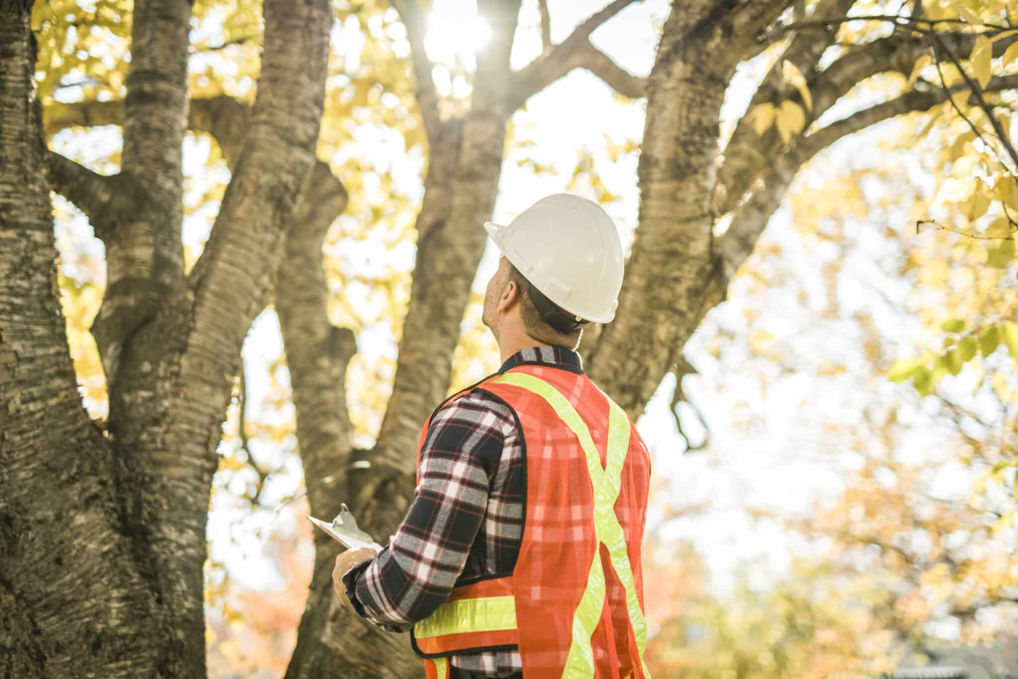 Expert Tips for Effective Tree Structure Analysis