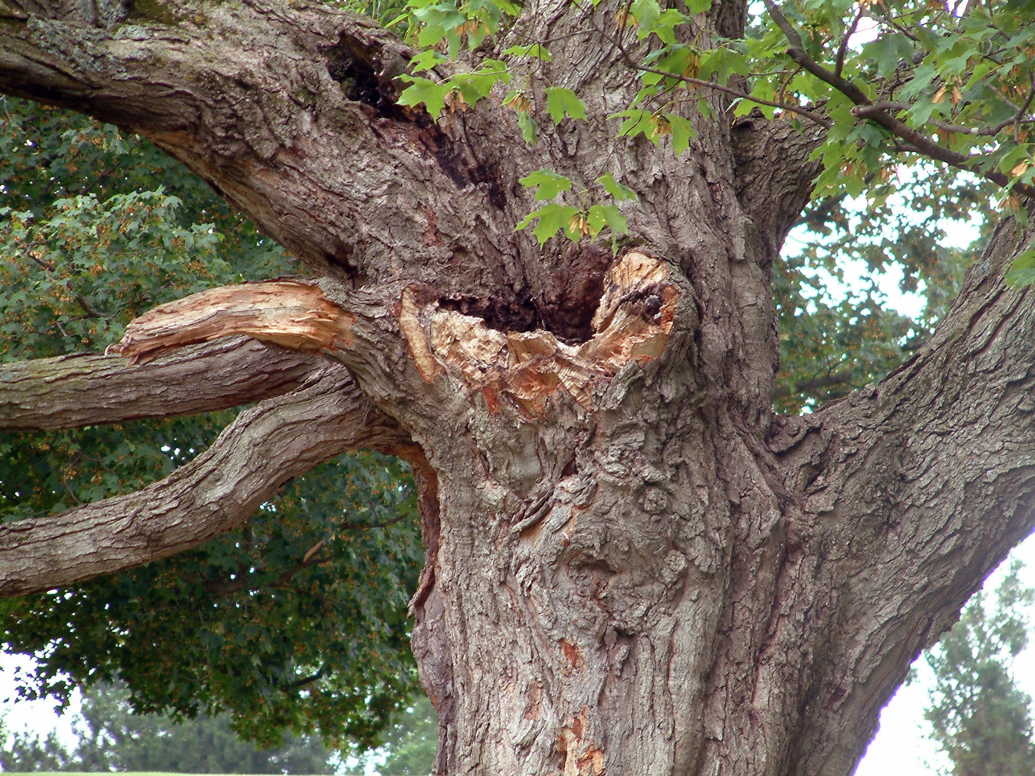 Expert Tips for Effective Tree Structure Analysis | S&P Tree Service
