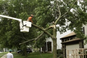 A crew cuts a storm damaged tree storms decreases, Deadwood removal.