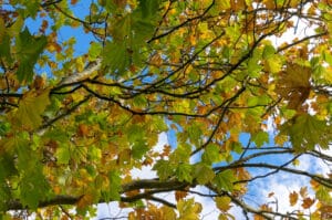 Yellowing veins in the leaves, Signs of Oak Wilt.