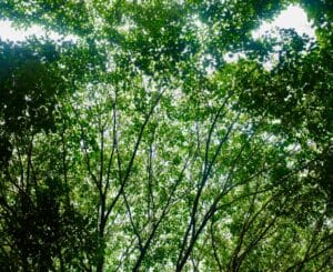 Canopy thinning to boost light and airflow at ground level.