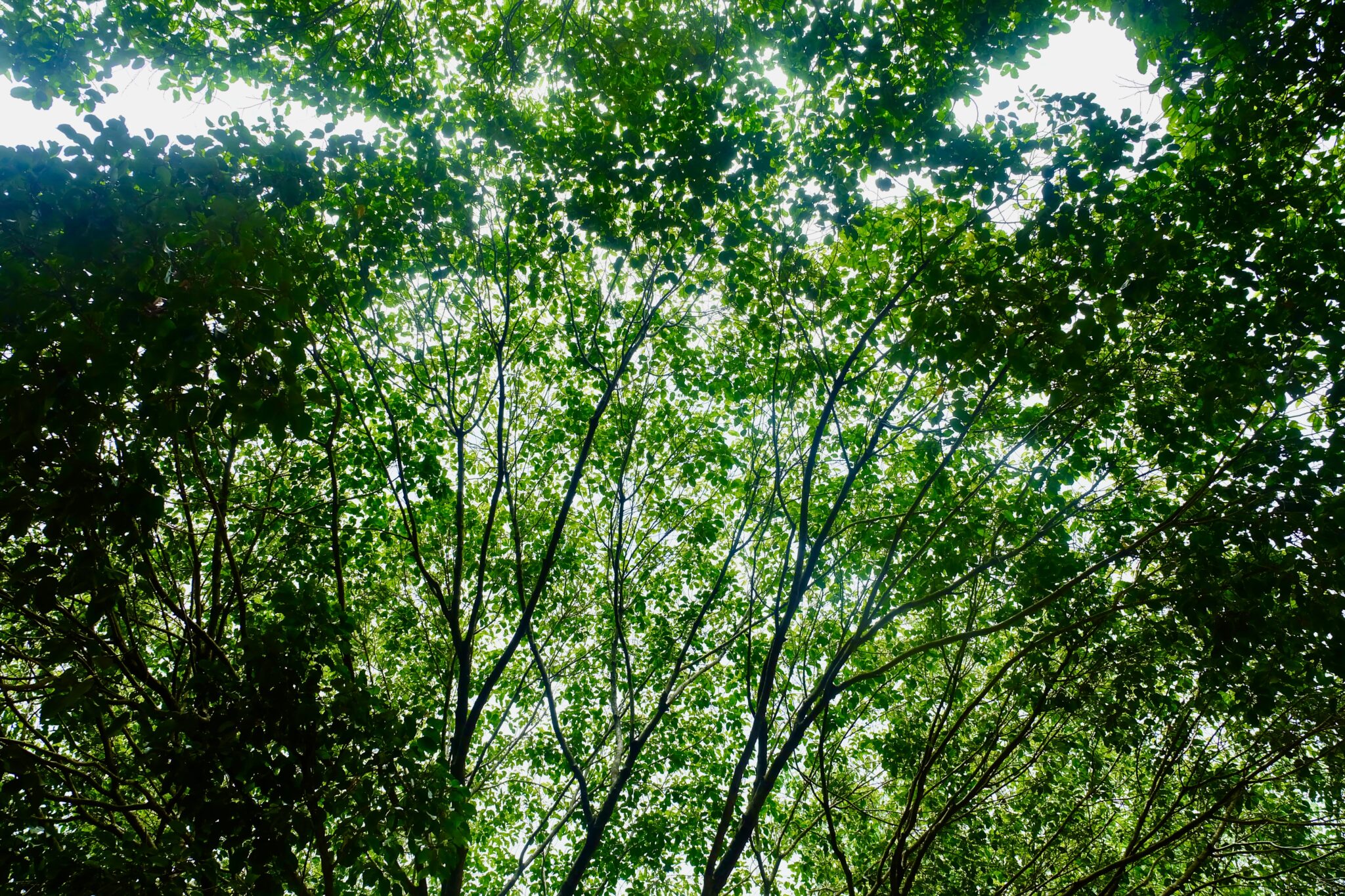 Canopy thinning to boost light and airflow at ground level