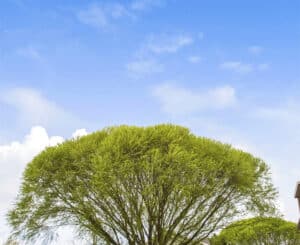 Crown raising for clearance over driveways and walkways.