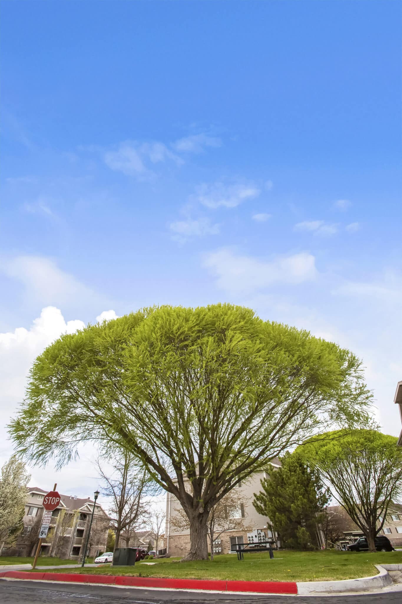 Crown raising for clearance over driveways and walkways