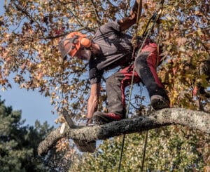 Crown reduction in Dallas for safer mature trees.