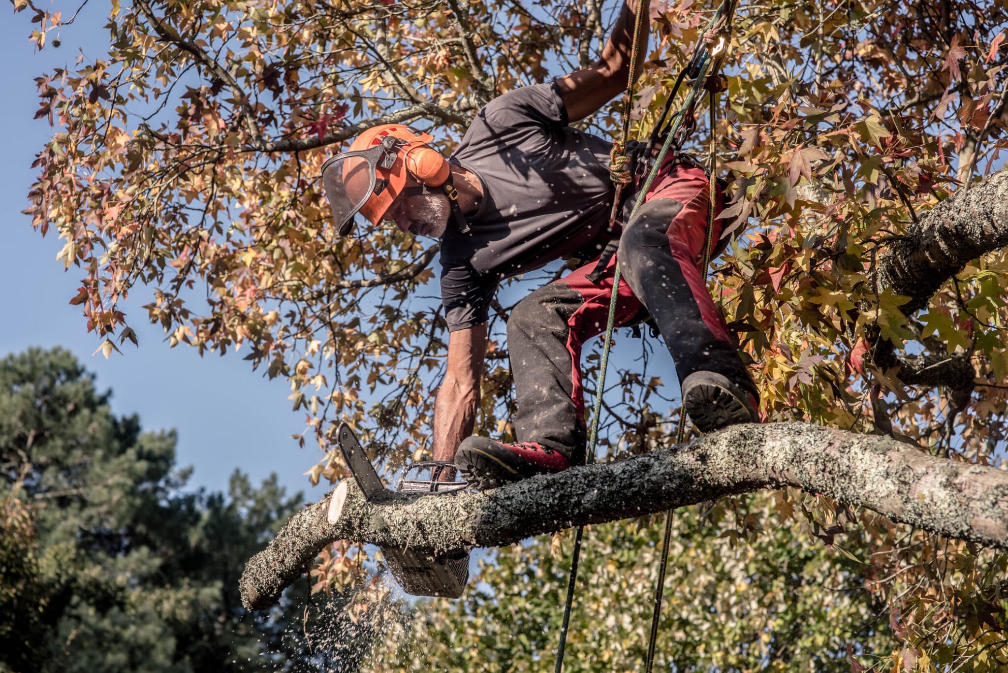 Crown reduction in Dallas for safer mature trees