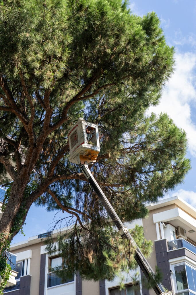 Directional pruning to guide growth away from structures | S&P Tree Service