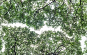 Tree branch enhancing airflow, Branch thinning.