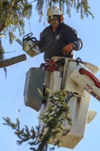 Arborist safety gear, Crown raising.