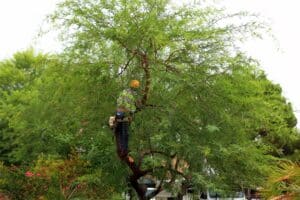 Arborist working on tree crown shaping.