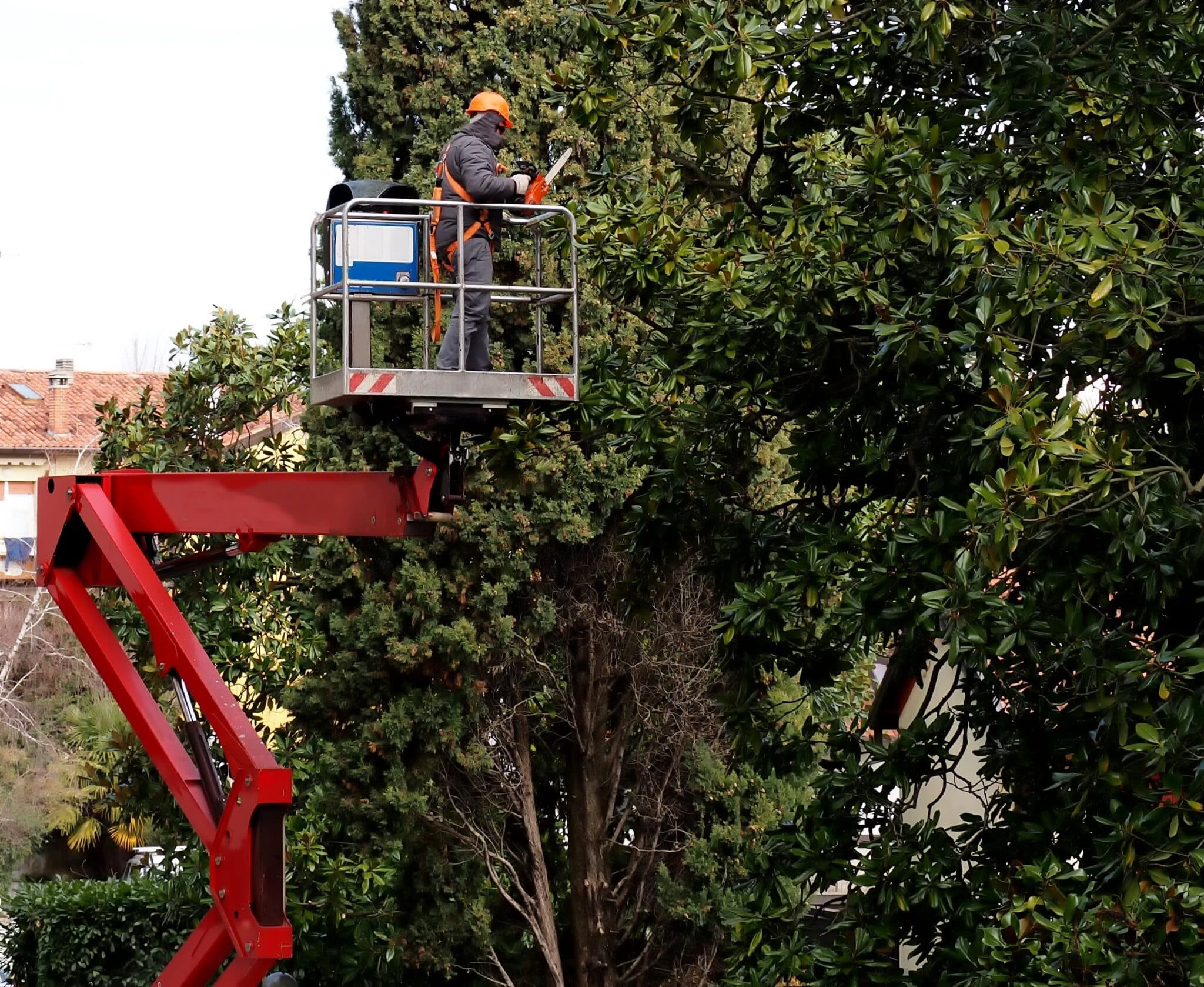 A worker with a chainsaw, from an aerial platform, prunes the trees, Directional pruning.
