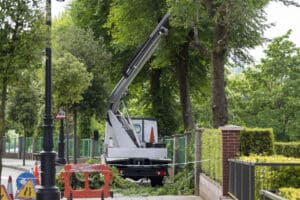 Tree pruning, Crown raising.