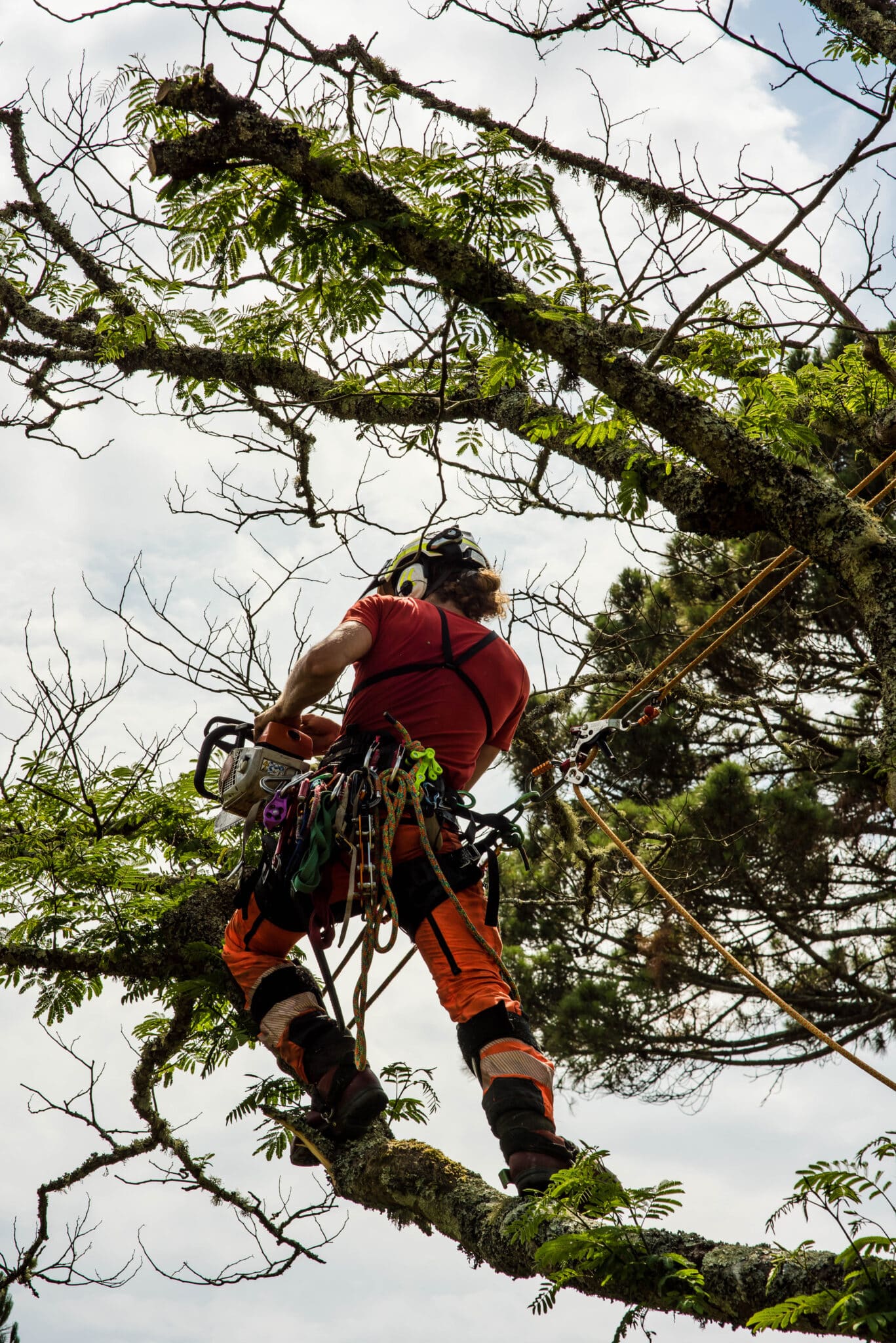 Vista pruning to open views without stress.