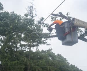 Branch weight balancing improves stability after storms.