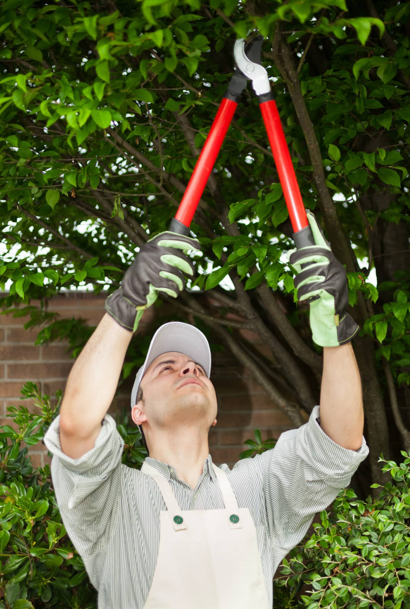 Canopy Trimming for Safer Yards in Fort Worth