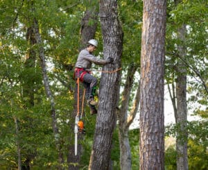 Limb reduction for clearance and risk control.
