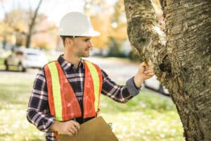 Man holding a clipboard, inspect tree, Three cut method.