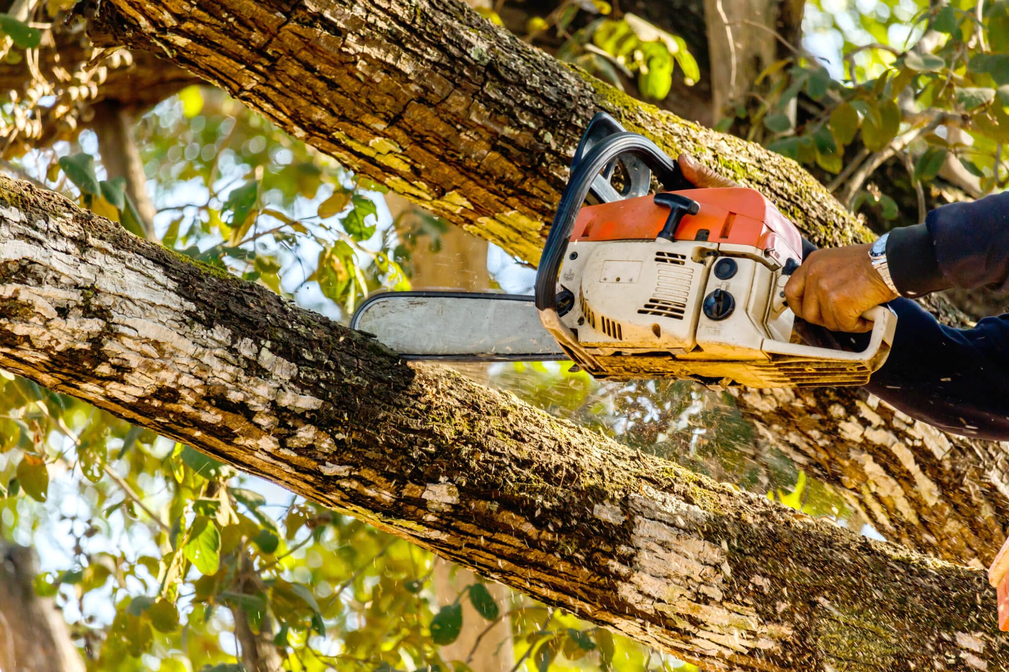 Tree branches, Canopy trimming.