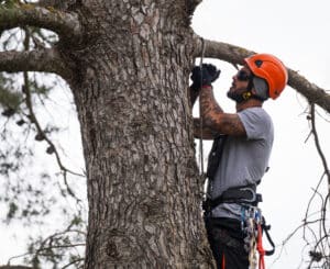 Three cut method for safe limb removal.