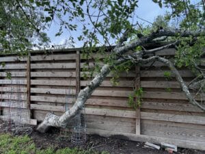 Leaning trunks, Branch weight balancing.
