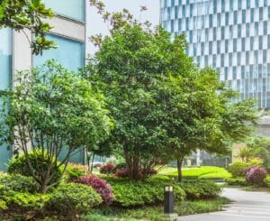 Coppicing to renew overgrown ornamentals.