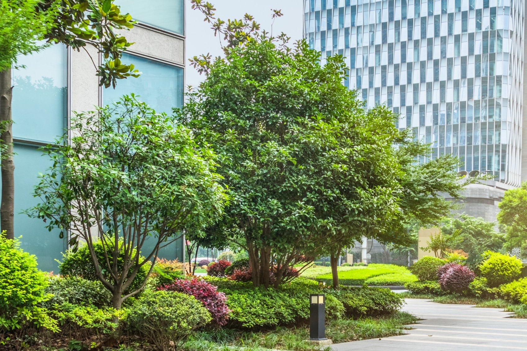 Coppicing to renew overgrown ornamentals.
