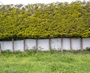 Pleaching for living privacy screens.